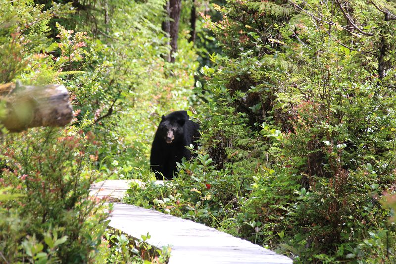 Begegnung mit einem Bär auf Vancouver Island