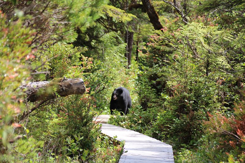 Begegnung mit einem Bär auf Vancouver Island