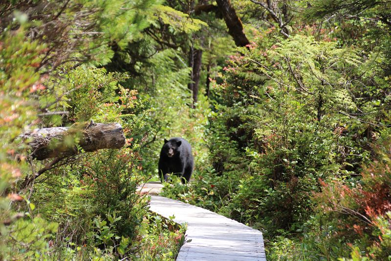 Begegnung mit einem Bär auf Vancouver Island